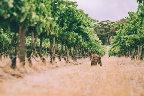Our favourite McLaren Vale spots